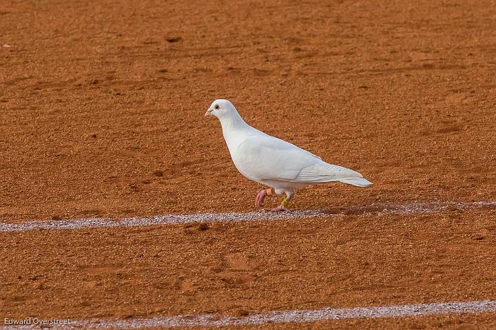 SoftballvsGaffney -24